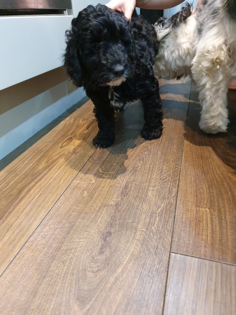 miniature poodle gumtree